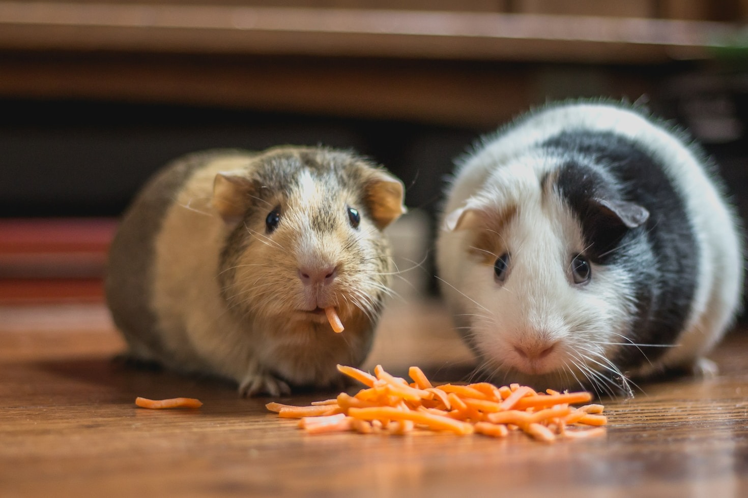 Cómo elegir los mejores productos para tu mascota