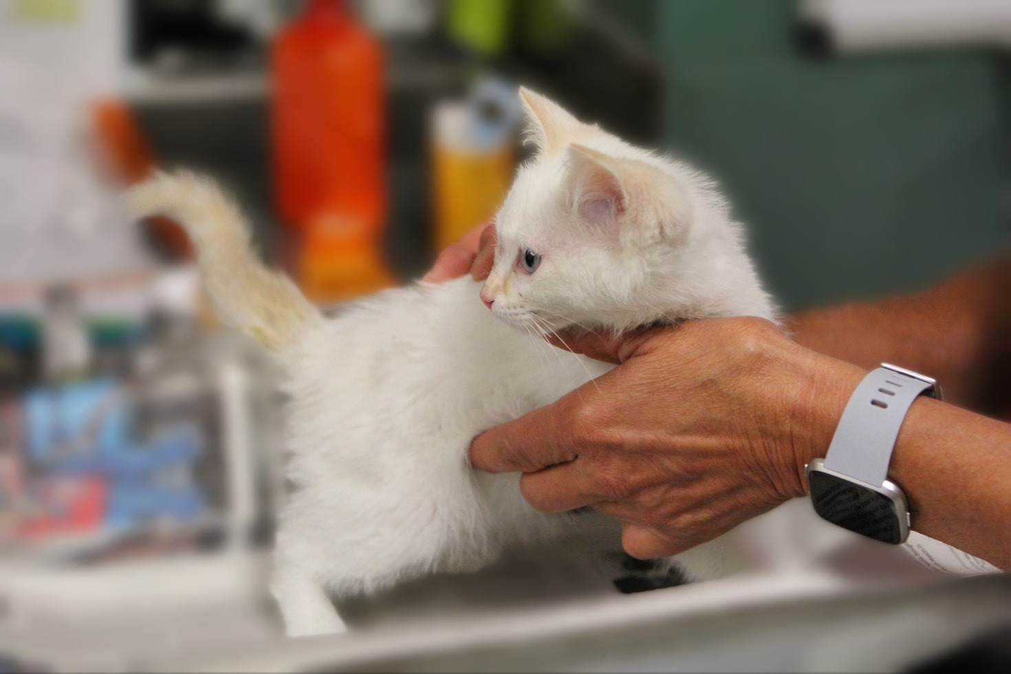 Beneficios de adoptar una mascota y cómo hacerlo