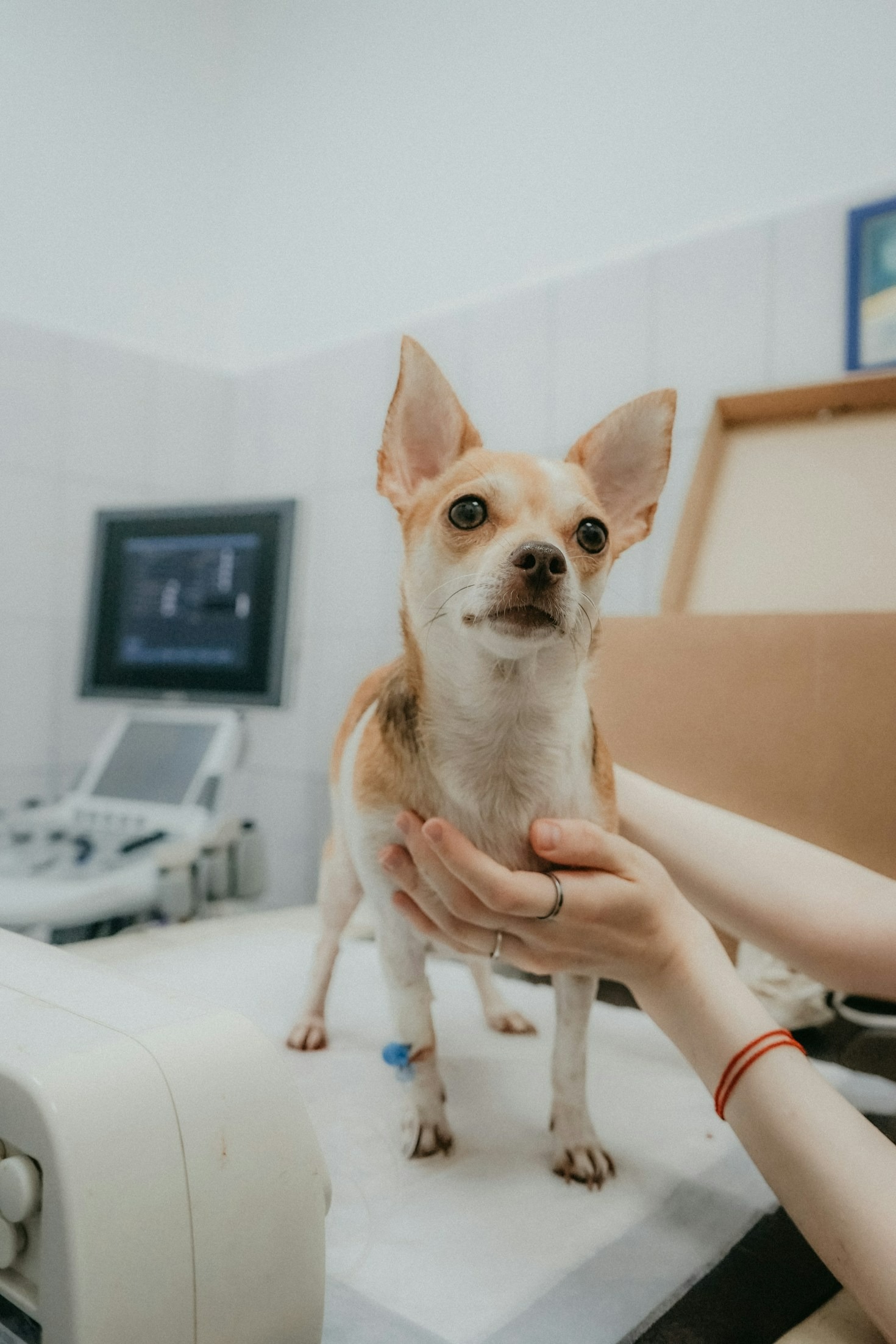 El cuidado veterinario avanzado que necesitas conocer